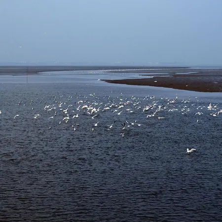 Nemo, Vermittlung Nordsee * Dangast